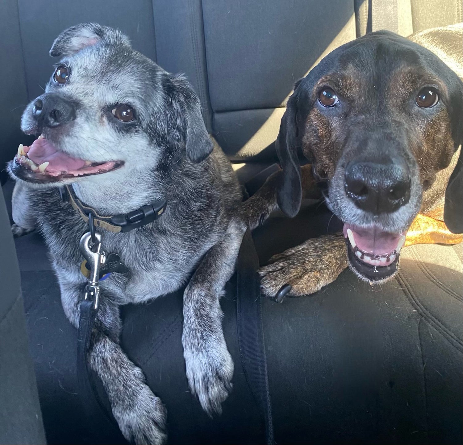 RESCUED IS OUR FAVORITE BREED.